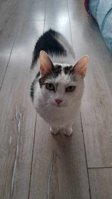 Nela- około 8-letnia kotka chce Ci oddać całe swoje kocie serce