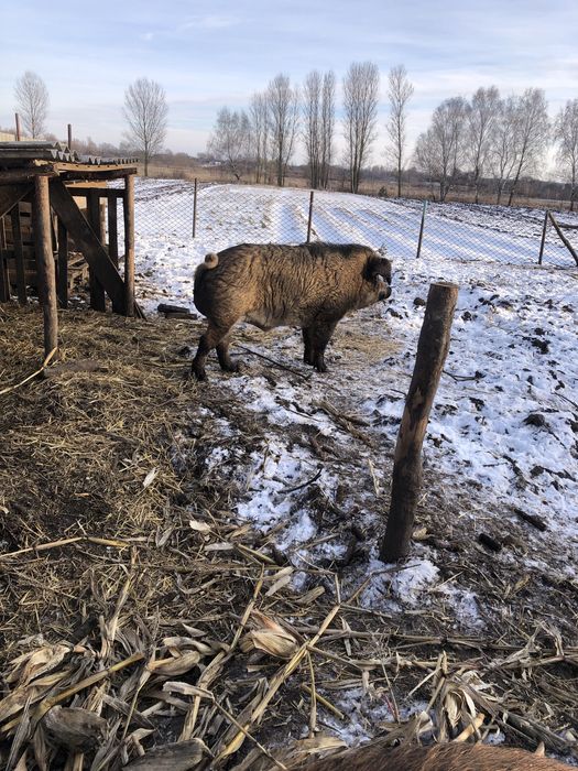 Продам  свиноматку. Та кнура