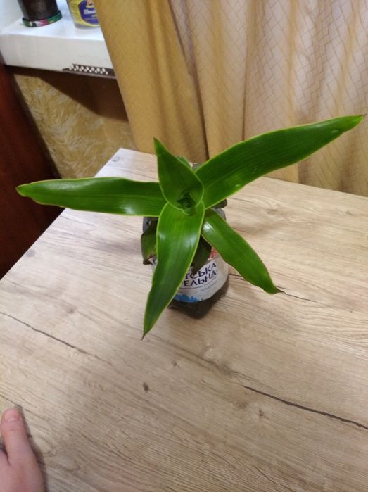 Золотой ус растение за большой сникерс