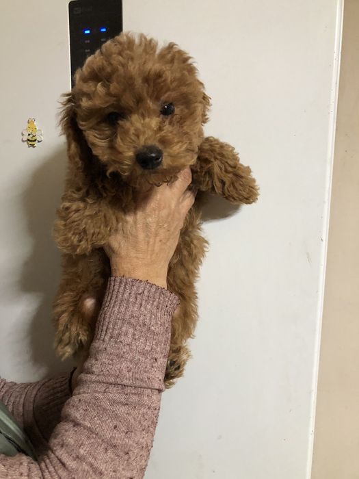 Неймовірні той пуделята