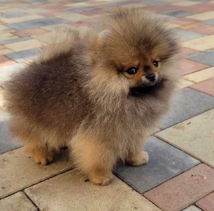 Spitz Alemão Anão/ Lulu da Pomerânia MACHO LARANJA com LOP AFIXO