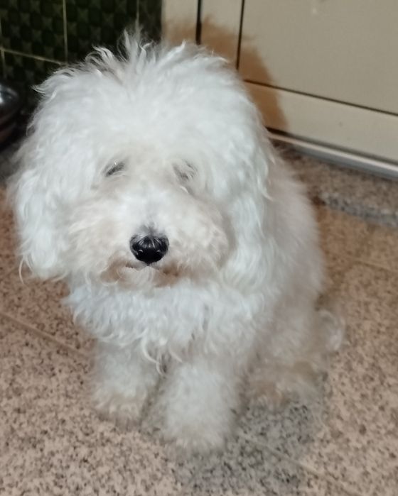 Caniche toy lindíssimo