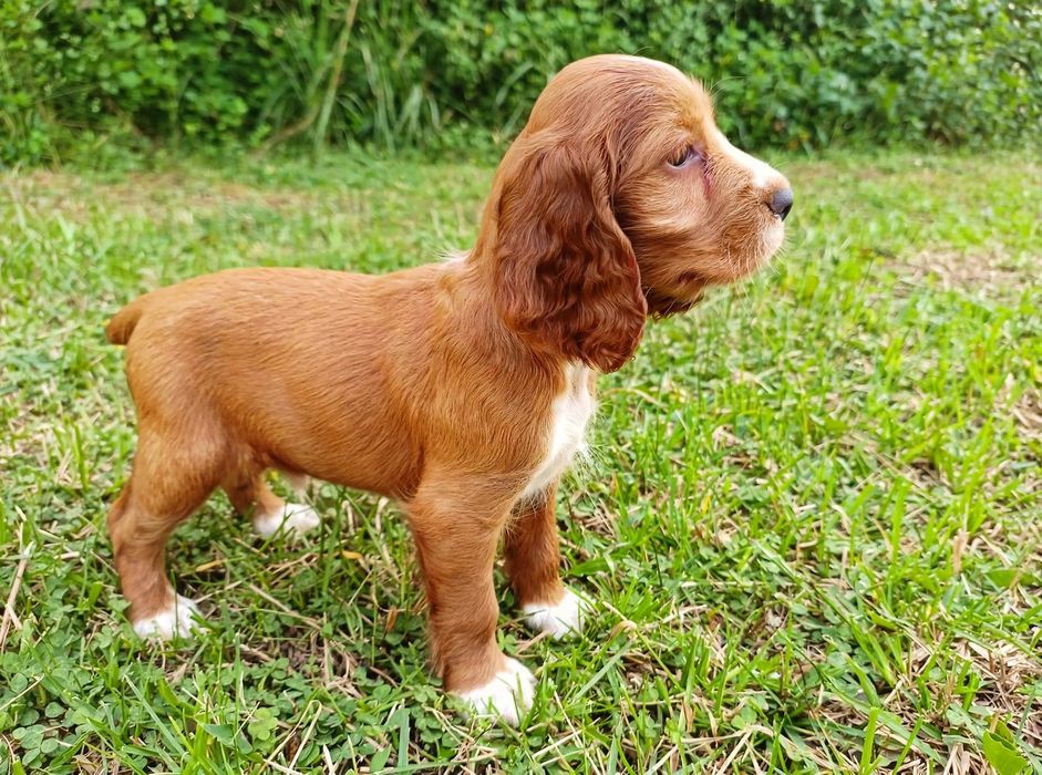 Cocker spaniel angielski Piesek