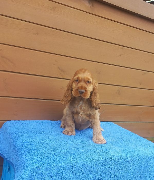 Cocker Spaniel Angielski Gotowy do odbioru