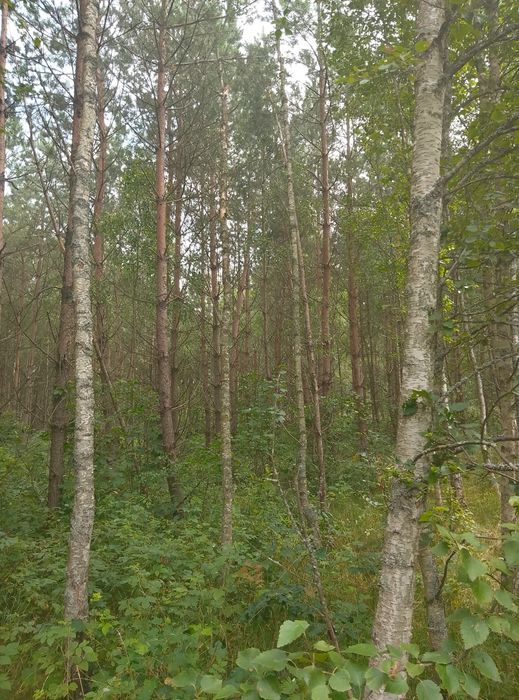 Sprzedam drewno do smowyrobu ,razem działko