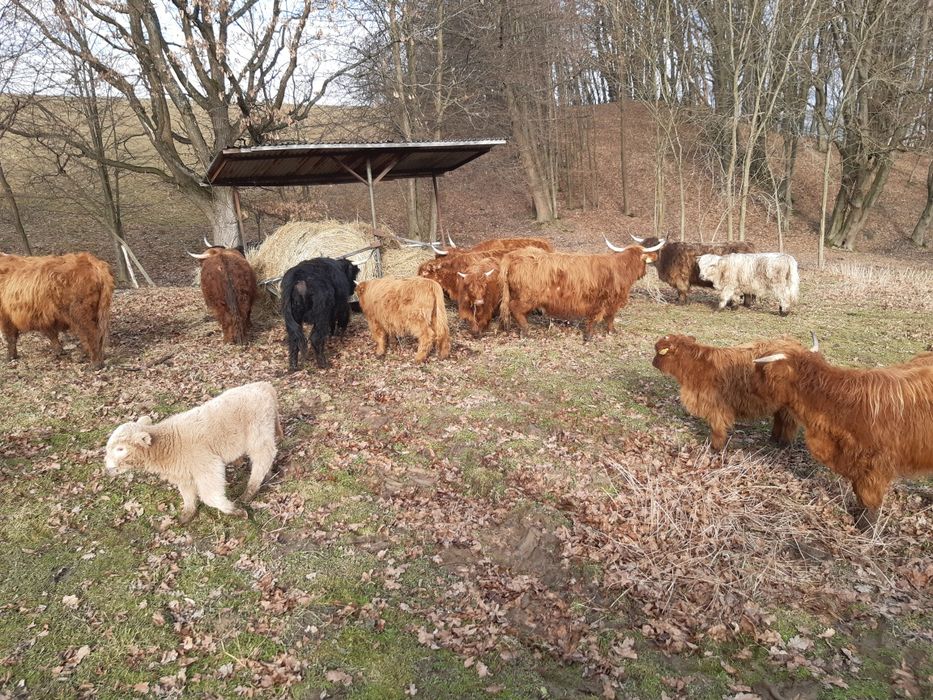 Bydło szkockie Highland
