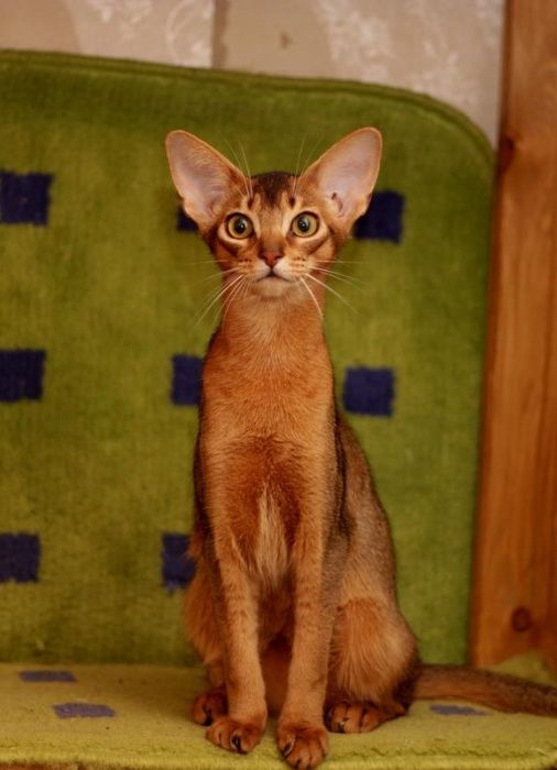 Абиссинский котенок с правом разведения