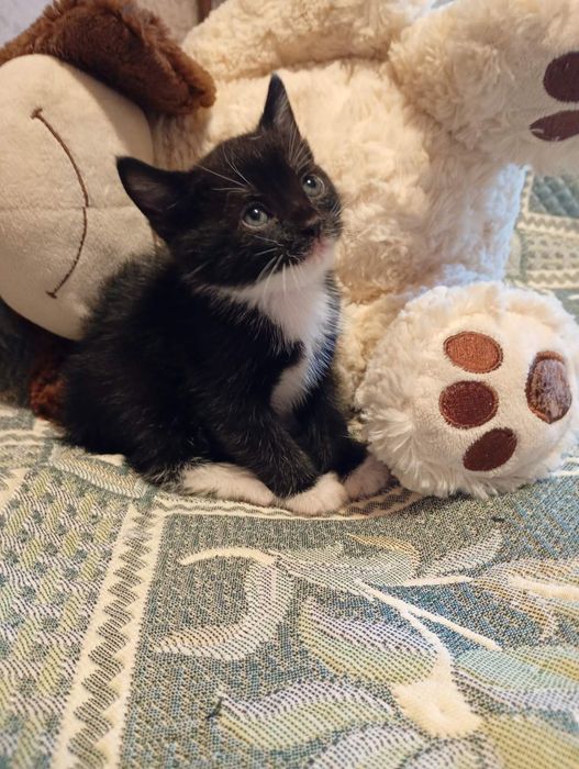 Кошенята, котики, киця
