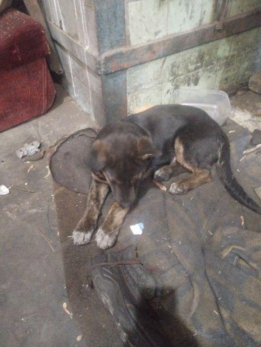 Собака ( хлопчик) віддам безкоштовно