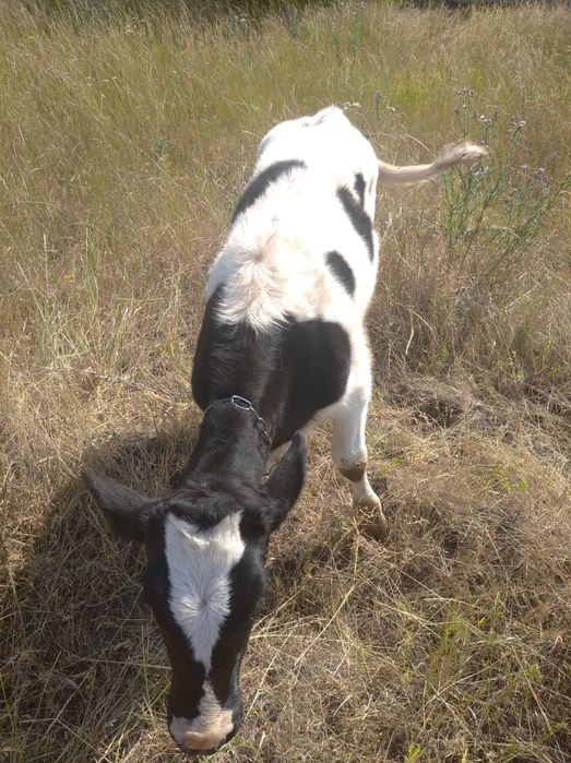 Продаю телятко від хорошої корови