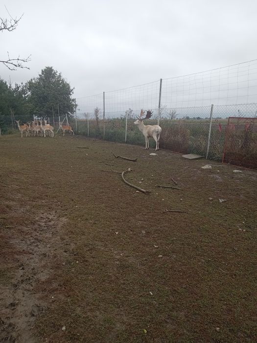 Cielak z 2022r ARiMR oswojony z transportem