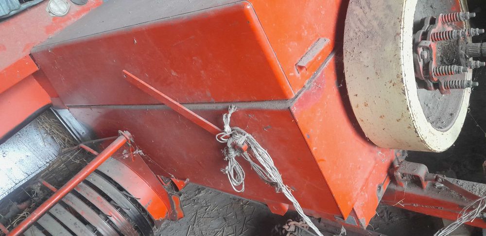 Prasa kostkujaca sipma