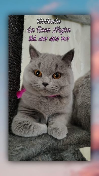 •Nikita•niebieska KOTKA BRYTYJSKA podchowana ‼️