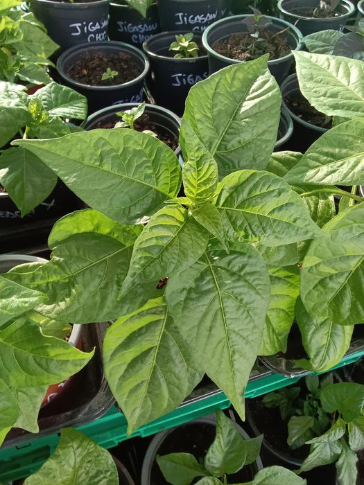 Vendo plantas malaguetas  / pimentas  raras 150 variedades