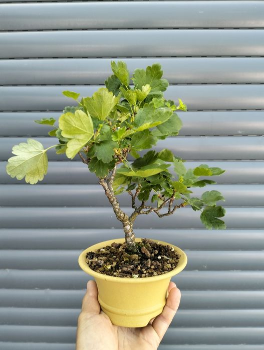 Bonsai uva crispa - groselha