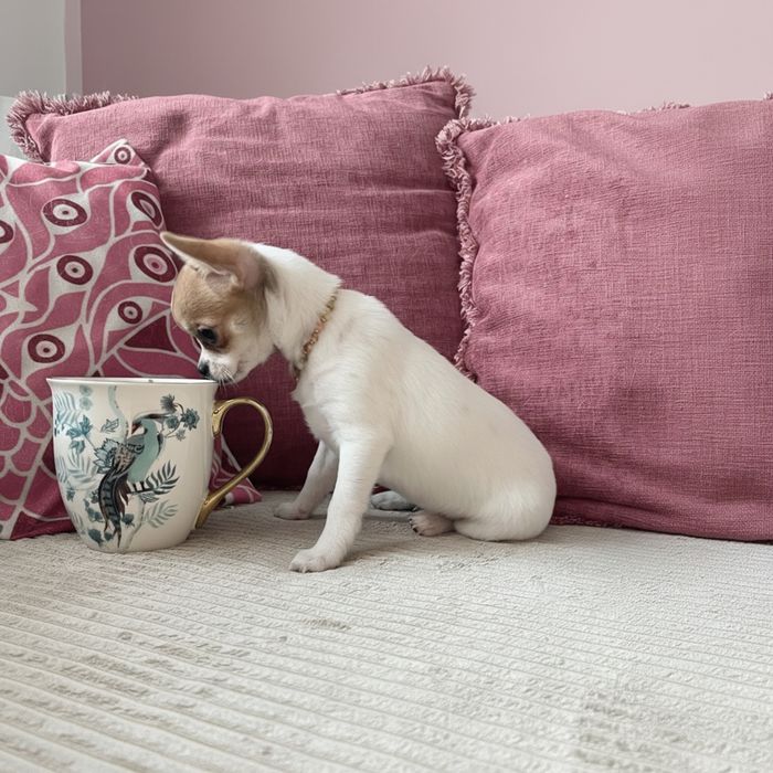 Chihuahua suczka  bialo beżowa  FCI/zkwp