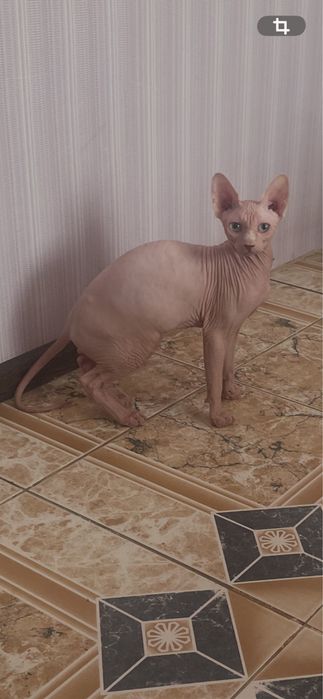 Улюблинець для родини