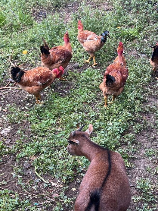 Frangos do Campo