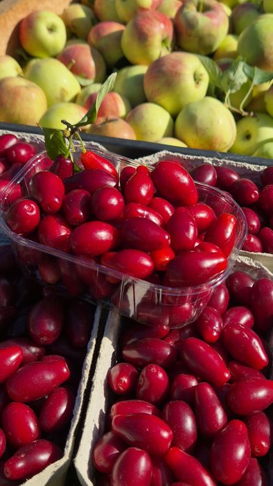 Dereń 2026 - owoce derenia prosto z plantacji - Tarczyn