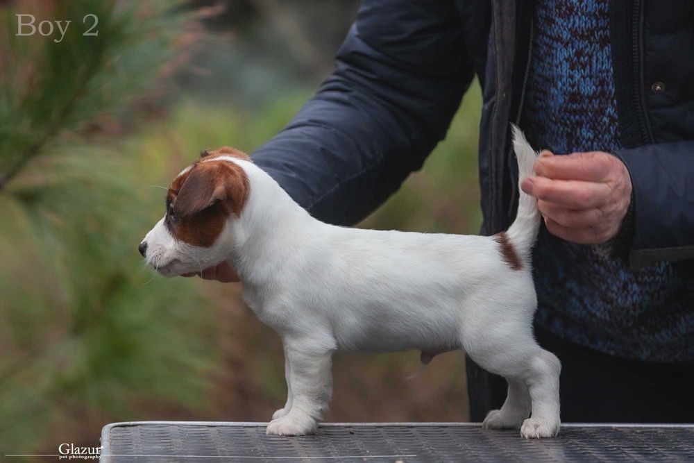 Породисте цуценя Джек Рассел тер'єр. 2 хлопчика, 1 дівчина