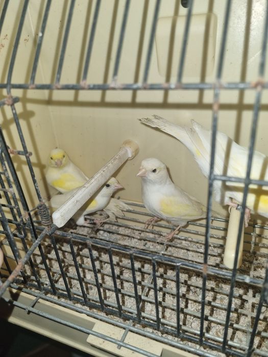 Canarios mosaicos amarelos