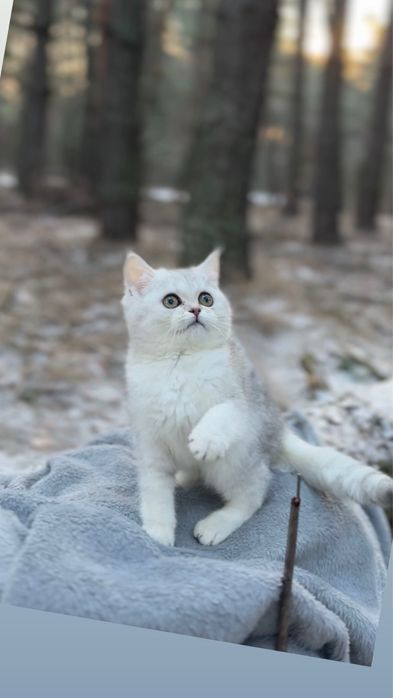 Шотландська киця прямовуха породиста срібна шиншила