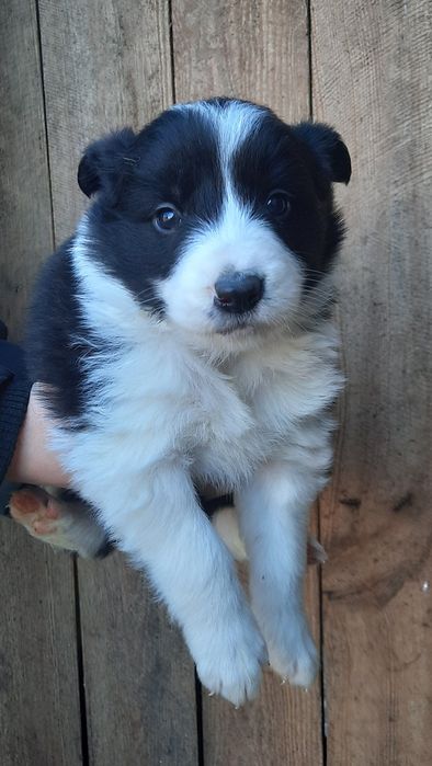 Suczka, piesek border collie, szczenię