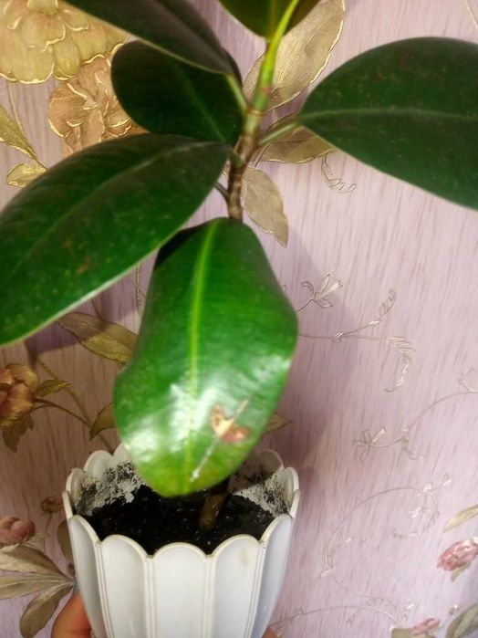 Фикус кустовой  молодое растение