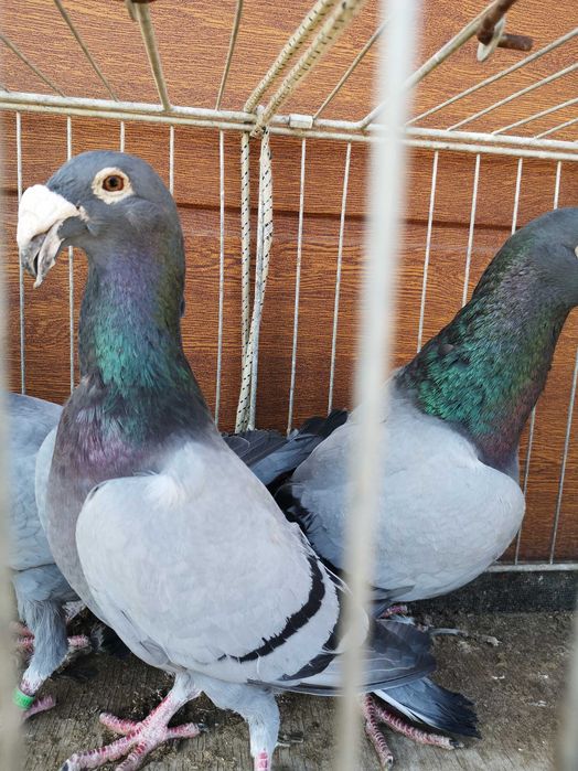 Gołebie Rzeszowskie