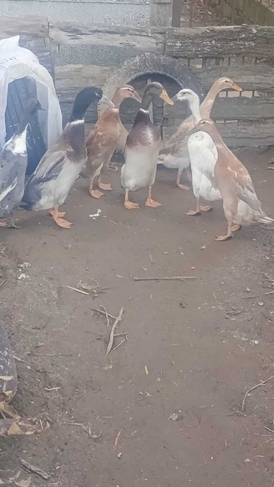 Kaczki biegusy indyjskie