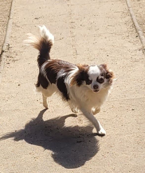 Suczka Chihuahua