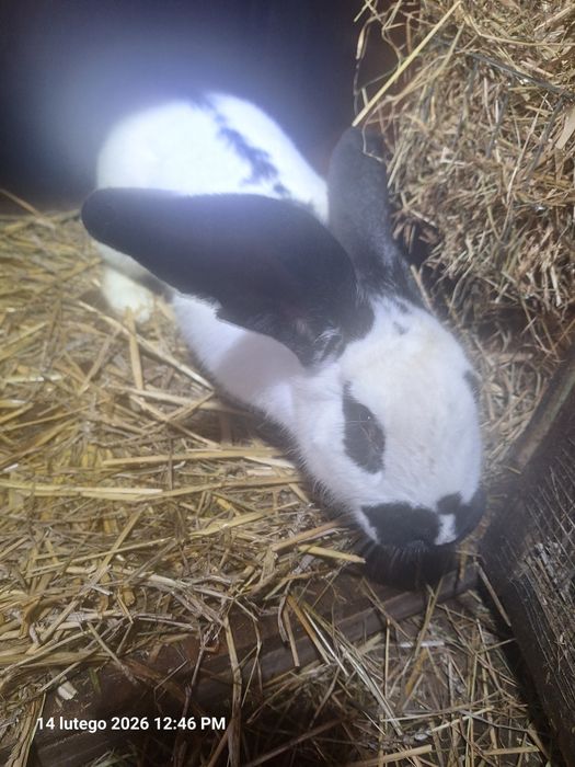 Sprzedam króliki żywe i tuszki