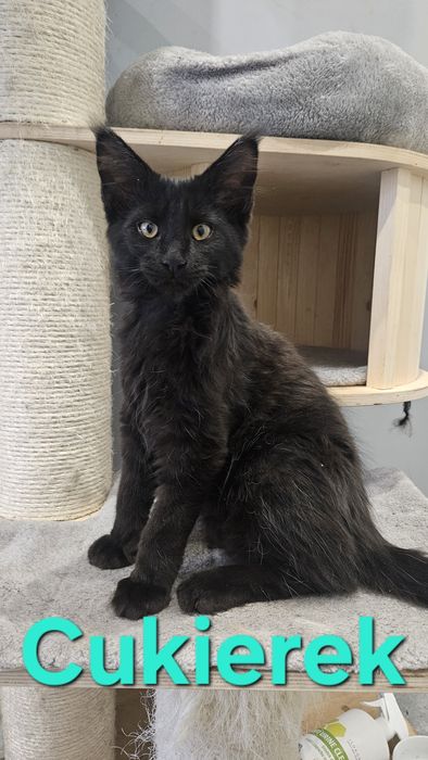 Duży kocurek Maine Coon -"Cukierek"