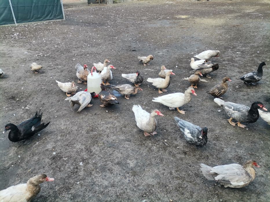 Kaczki francuskie pełnobarwne