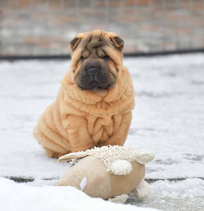 Шарпей, девочка привита