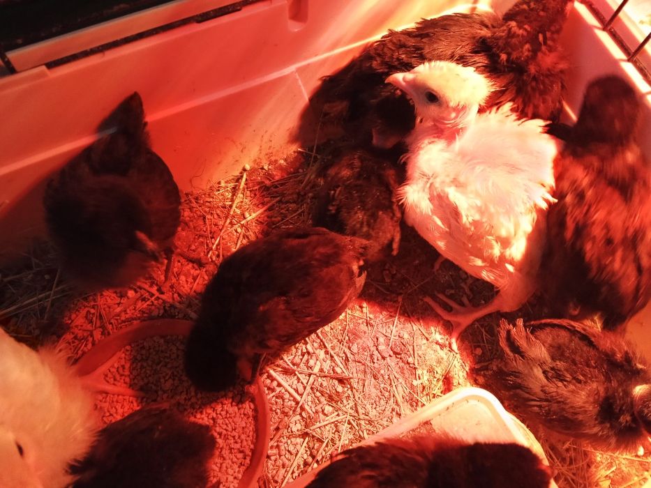 Jaja lęgowe kurek niosek