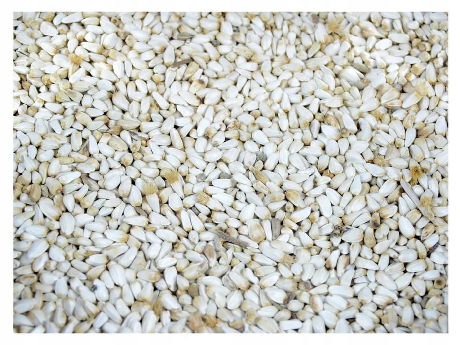 Nasiona Kardi (Krokosz barwierski)