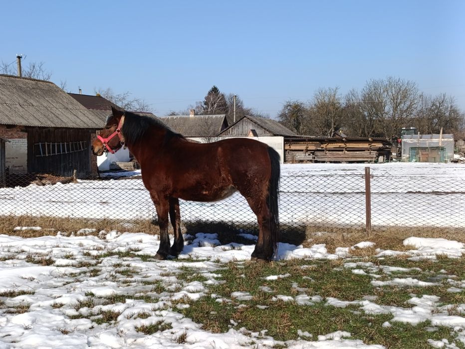 Продам кобилу 9 років