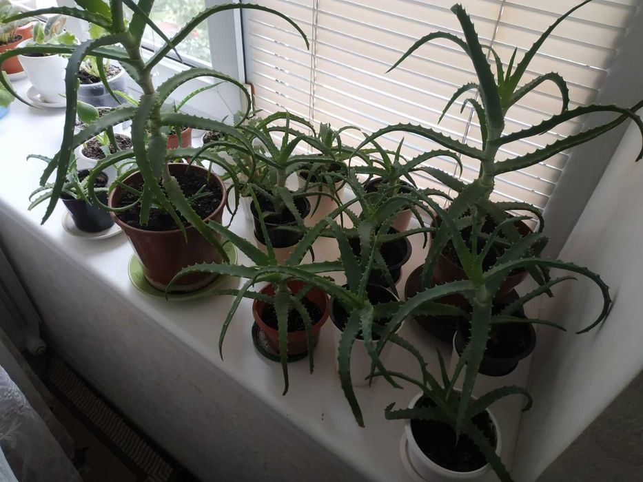 Aлое древовидное и алоэ вера