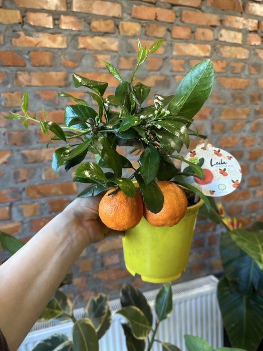 Олива, каламондин цитрус мандарин