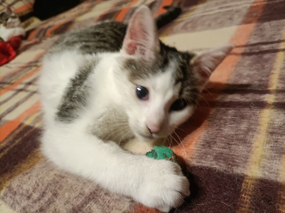 Puszysław do adopcji