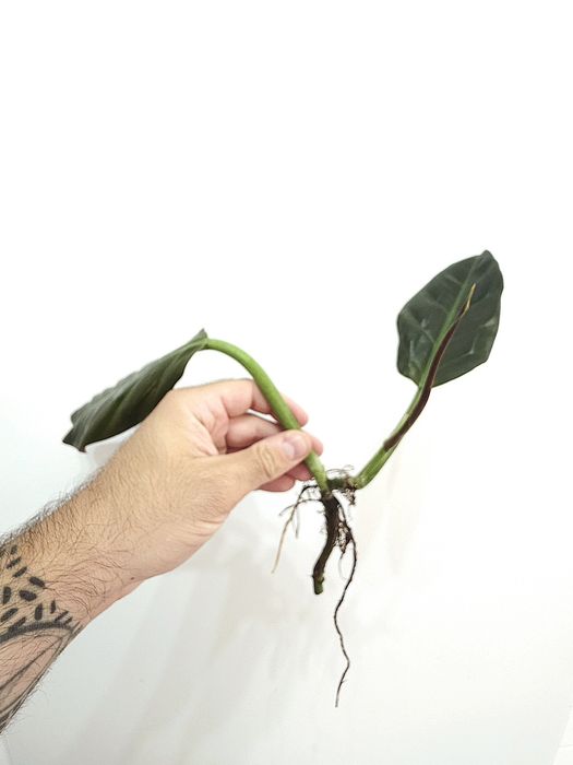 Philodendron Subhastatum Tamarindo