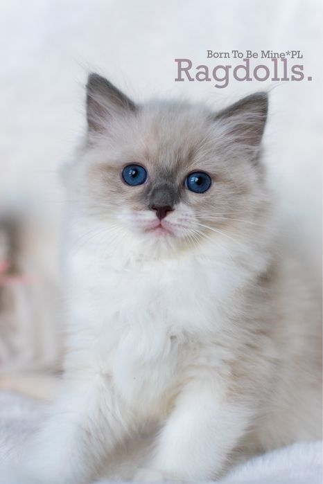 Ragdoll gotowy kocurek rodowod FPL puchaty