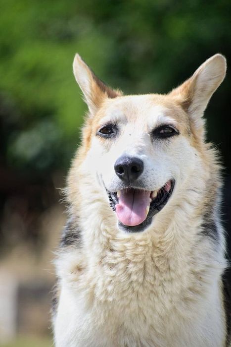 Do adopcji fajny Jacky