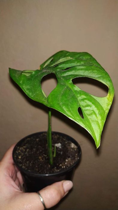 Кімнатні рослини, кімнатні квіти