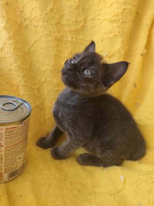 Kociaki do adopcji