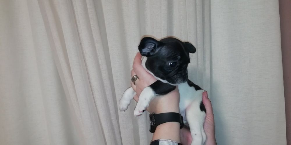 Щенята  Французского Бульдога