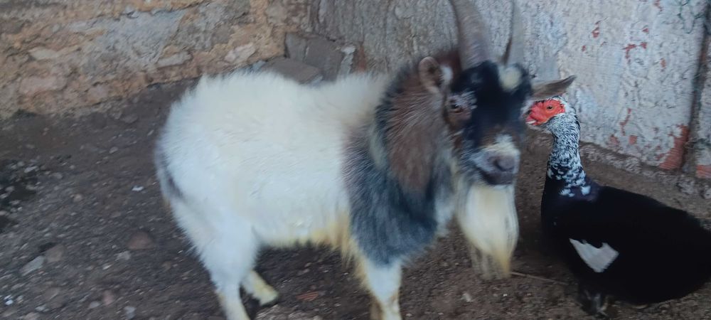 Vendo animais de quinta