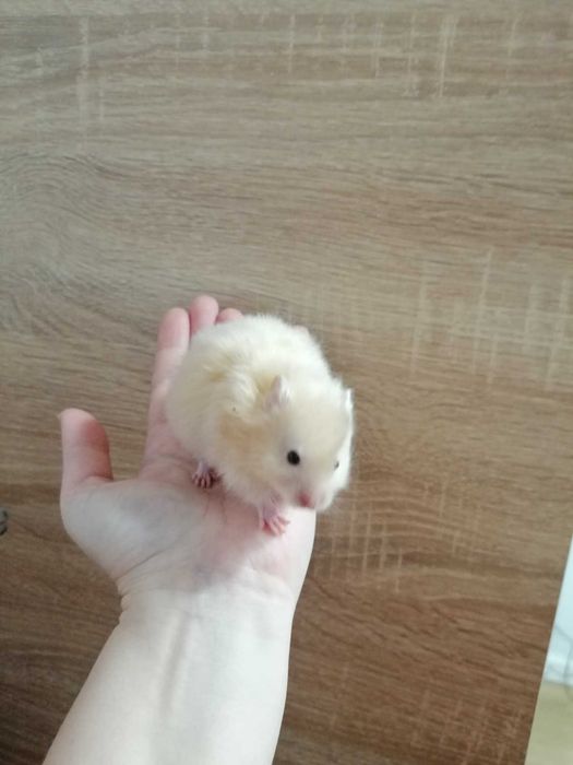 Chomik syryjski długowłosy i krótkowłosy