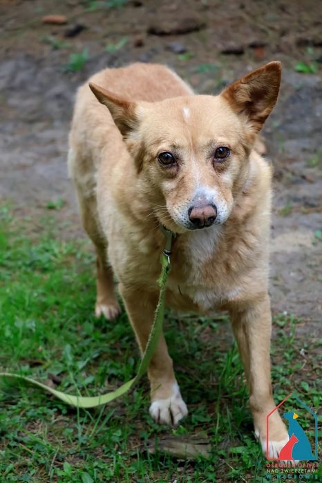 Maja 59/24 - SZUKA DOMU!